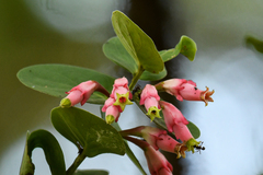 Macleania