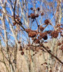 Alnus glutinosa