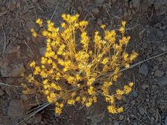 Gutierrezia sarothrae