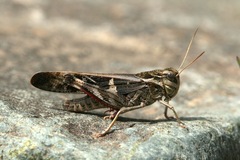 Oedaleus infernalis