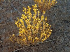 Gutierrezia sarothrae