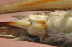 Platycleis intermedia