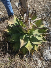 Agave potatorum