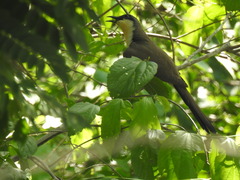 Coccyzus melacoryphus