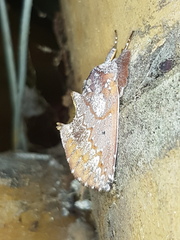 Hemiceras sparsipennis