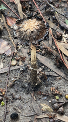 Coprinus comatus
