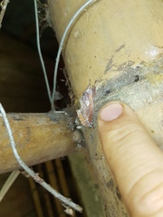 Hemiceras sparsipennis