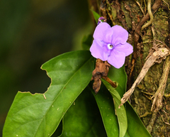 Brunfelsia grandiflora