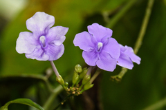 Brunfelsia grandiflora