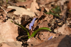 Scilla bifolia