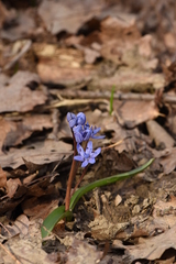 Scilla bifolia