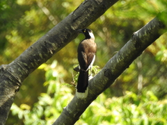 Cyanocorax cyanopogon