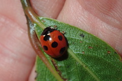 Coccinella algerica