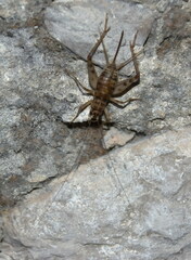 Gryllomorpha dalmatina