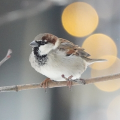 Passer domesticus