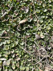 Dichondra argentea