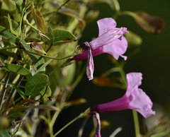 Rhabdadenia madida