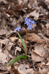 Scilla bifolia