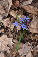 Scilla bifolia