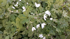 Isopyrum thalictroides