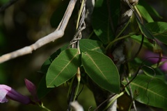 Rhabdadenia madida