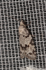 Eana canescana