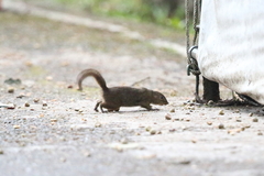 Sundasciurus everetti