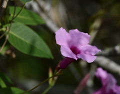 Rhabdadenia madida