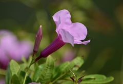 Rhabdadenia madida