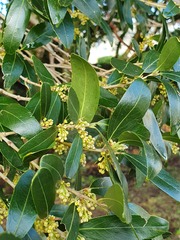 Phillyrea latifolia