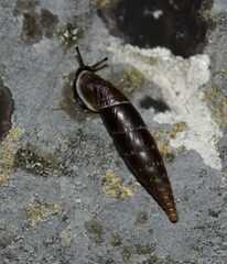 Charpentieria