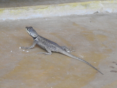 Tropidurus oreadicus