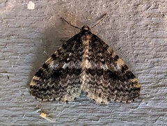 Operophtera occidentalis