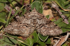 Peribatodes secundaria