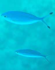 Caesio lunaris