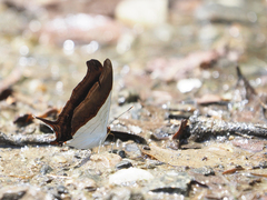 Marpesia zerynthia