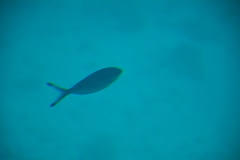 Caesio lunaris