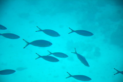 Caesio lunaris