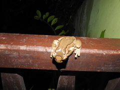 Trachycephalus vermiculatus