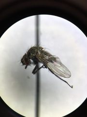 Anthomyiidae