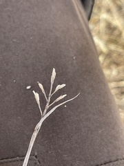 Dichanthium aristatum