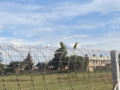 Crithagra sulphurata