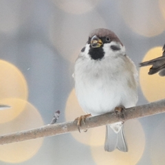 Passer montanus