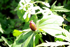 Trillium sessile