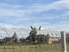 Crithagra sulphurata