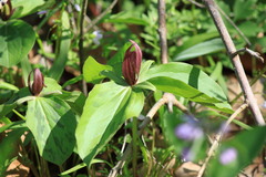 Trillium sessile