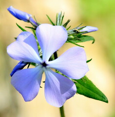 Phlox divaricata