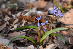Scilla bifolia