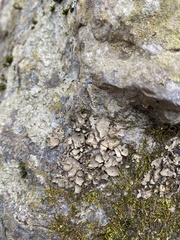 Dermatocarpon muhlenbergii