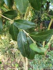 Phillyrea latifolia